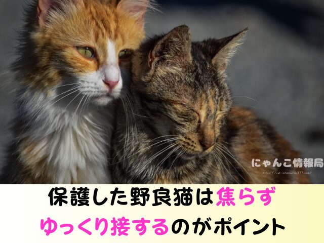 野良猫 洗うのは大丈夫 保護した子猫 触り方 接し方 お風呂 入れる方法
