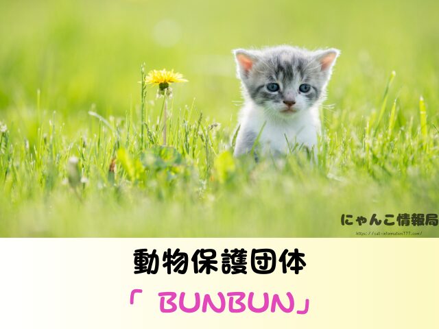 沖縄 ペットショップ 売れ残り 猫 里親 譲渡会 場所