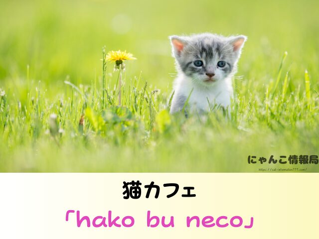 山梨県 猫 里親募集 譲渡会 安心 猫カフェ