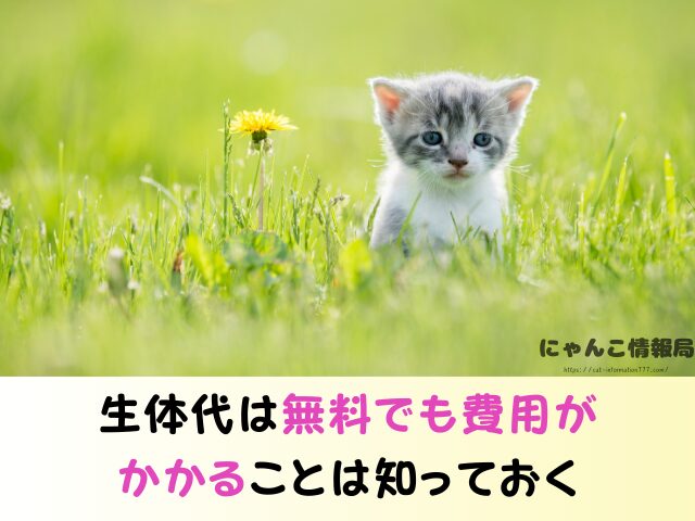 滋賀県 ペットショップ 猫 売れ残り 引き取れる 里親募集 譲渡会 場所