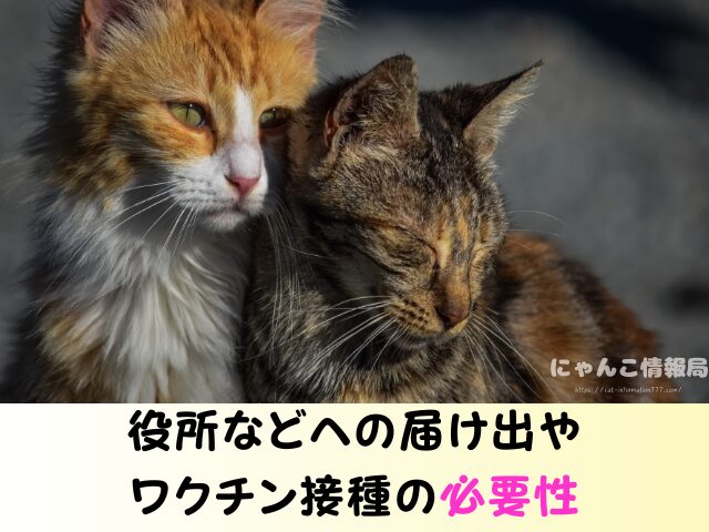 野良猫を連れて帰る　役所への連絡　ワクチン接種　飼い方