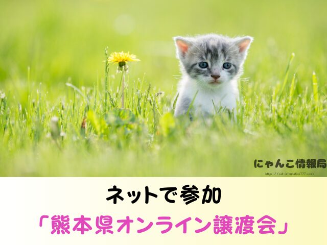 熊本県 猫 売れ残り 引き取れる 信用 里親 譲渡会 場所