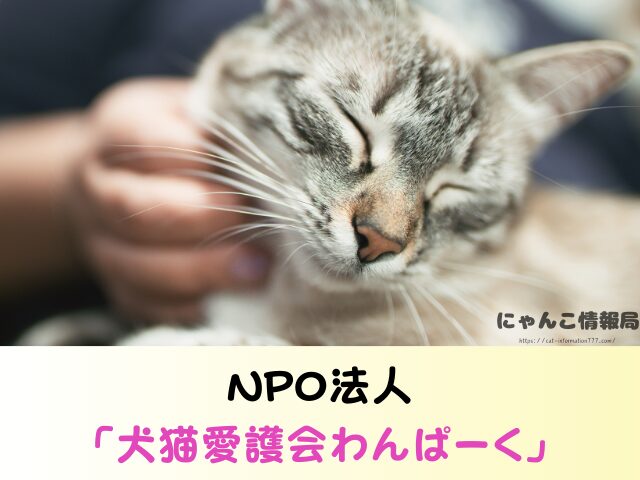 岡山県 ペットショップ 猫 売れ残り どうなる 里親募集 譲渡会 場所