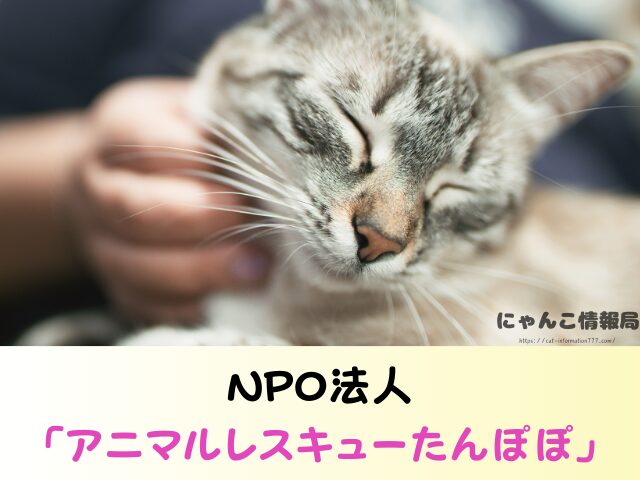 大阪 猫を引き取ってくれる施設 信頼 動物愛護団体