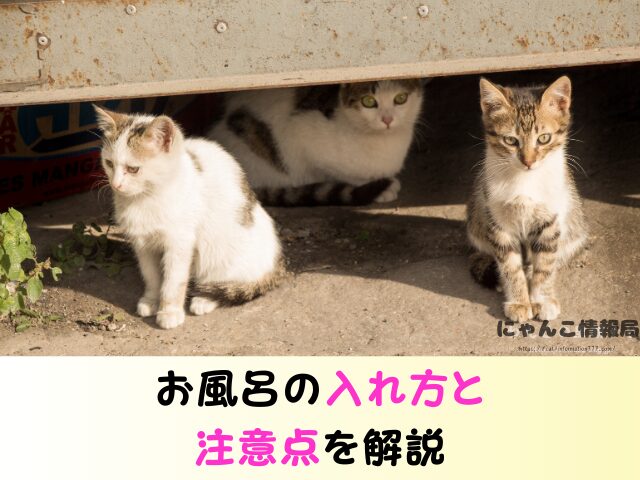 野良猫 洗うのは大丈夫 保護した子猫 触り方 接し方 お風呂 入れる方法