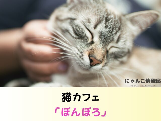 青森 ペットショップ 売れ残り 猫 里親 譲渡会 場所