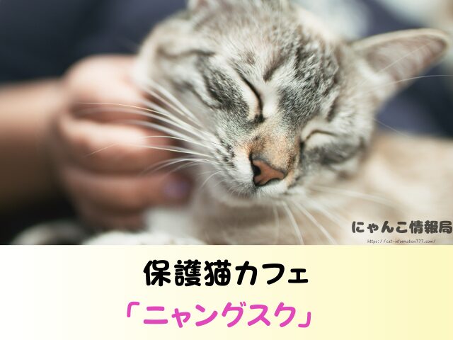 沖縄 ペットショップ 売れ残り 猫 里親 譲渡会 場所