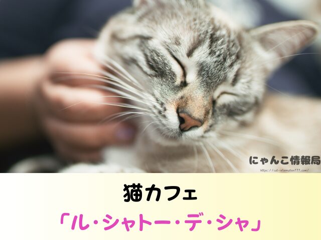 山梨県 猫 里親募集 譲渡会 安心 猫カフェ