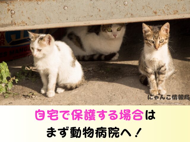 野良猫 子供産んだら? 動物病院 保健所 警察 どこに通報