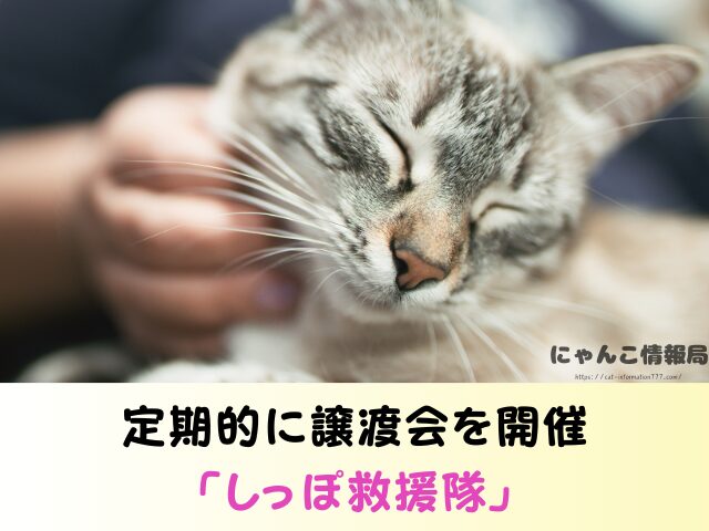 滋賀県 ペットショップ 猫 売れ残り 引き取れる 里親募集 譲渡会 場所
