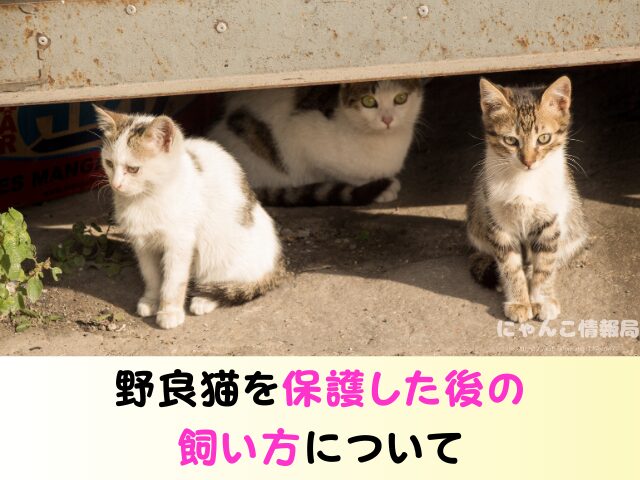 野良猫を連れて帰る　役所への連絡　ワクチン接種　飼い方
