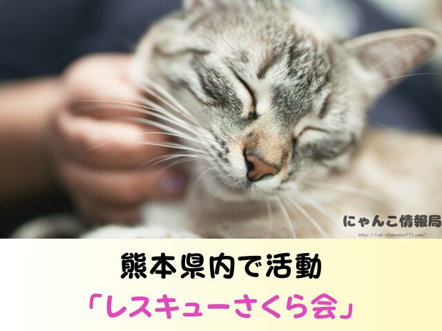 熊本県 猫 売れ残り 引き取れる 信用 里親 譲渡会 場所