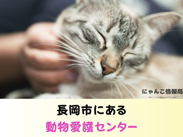 新潟 ペットショップ 猫 売れ残り 引き取れる 里親募集 譲渡会 場所