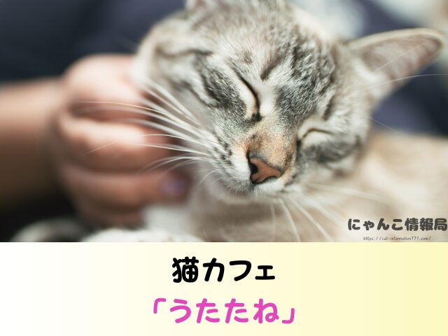 宮崎県 ペットショップ 猫 売れ残り 引き取れる 里親募集 譲渡会 場所