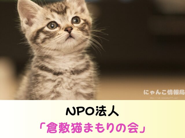岡山県 ペットショップ 猫 売れ残り どうなる 里親募集 譲渡会 場所
