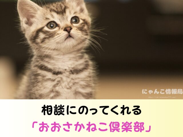 大阪 猫を引き取ってくれる施設 信頼 動物愛護団体