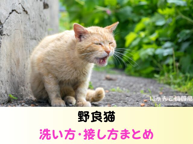 野良猫 洗うのは大丈夫 保護した子猫 触り方 接し方 お風呂 入れる方法