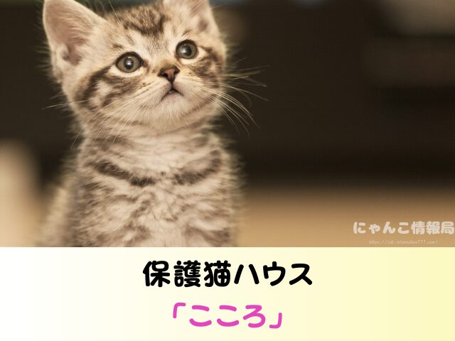 青森 ペットショップ 売れ残り 猫 里親 譲渡会 場所