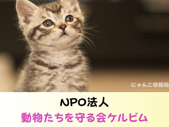 沖縄 ペットショップ 売れ残り 猫 里親 譲渡会 場所