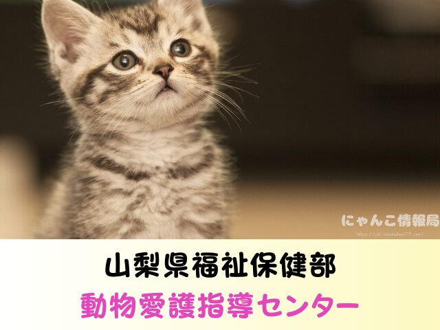 山梨県 猫 里親募集 譲渡会 安心 猫カフェ