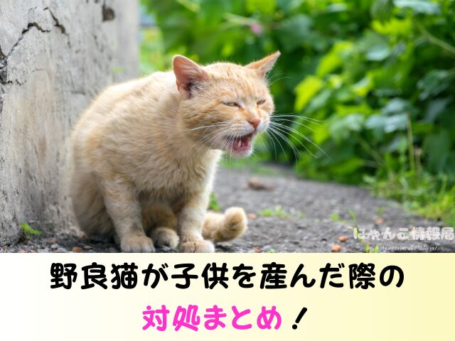 野良猫 子供産んだら? 動物病院 保健所 警察 どこに通報