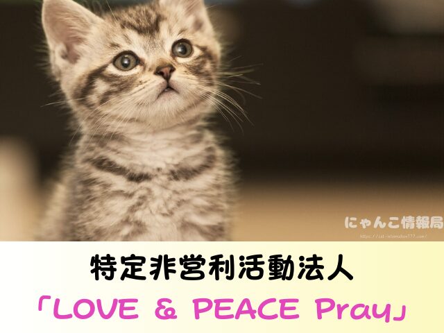 滋賀県 ペットショップ 猫 売れ残り 引き取れる 里親募集 譲渡会 場所