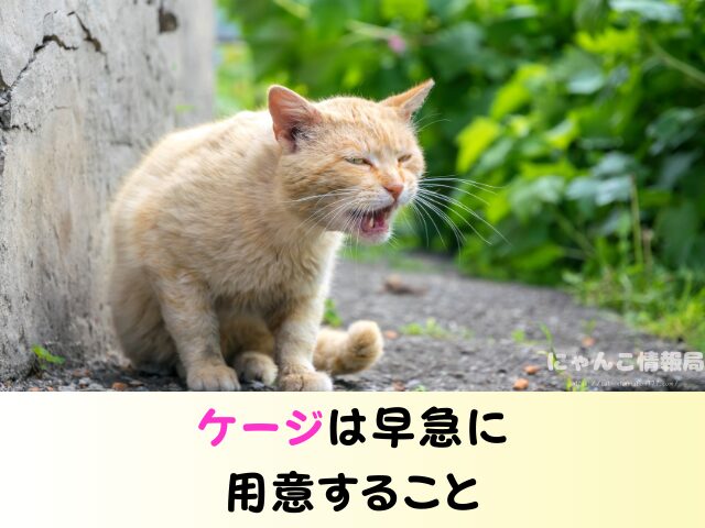 野良猫を連れて帰る　役所への連絡　ワクチン接種　飼い方