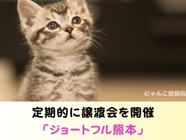 熊本県 猫 売れ残り 引き取れる 信用 里親 譲渡会 場所