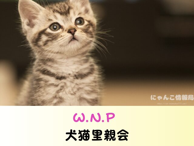 三重県 猫 売れ残り 引き取れる 信用 里親 譲渡会 場所