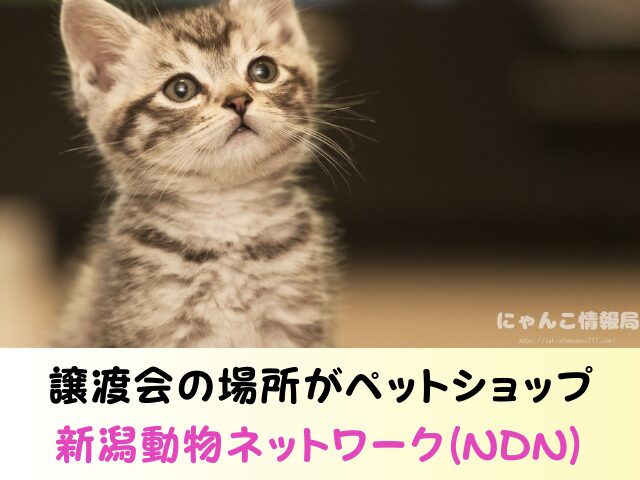 新潟 ペットショップ 猫 売れ残り 引き取れる 里親募集 譲渡会 場所