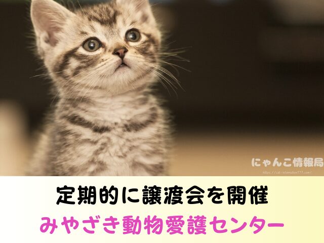 宮崎県 ペットショップ 猫 売れ残り 引き取れる 里親募集 譲渡会 場所