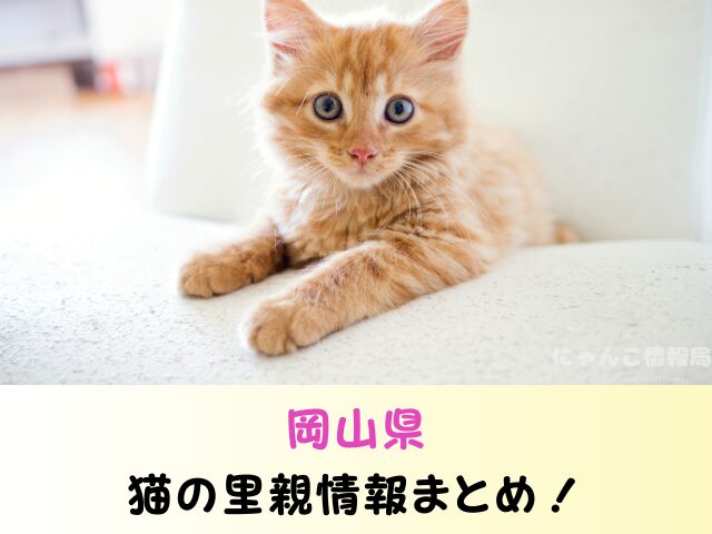 岡山県 ペットショップ 猫 売れ残り どうなる 里親募集 譲渡会 場所