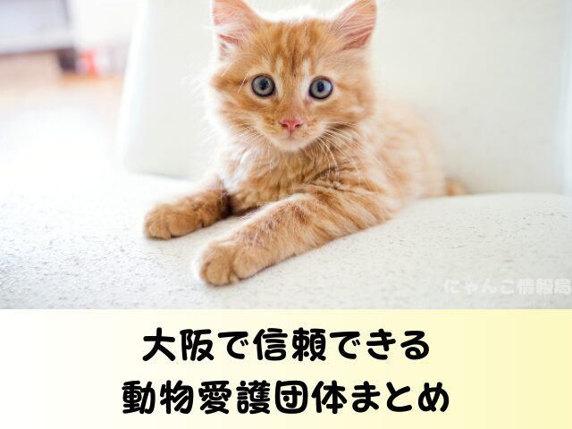 大阪 猫を引き取ってくれる施設 信頼 動物愛護団体