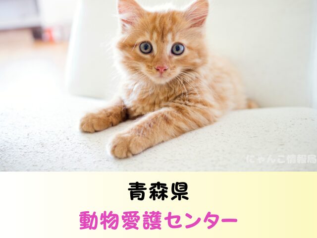青森 ペットショップ 売れ残り 猫 里親 譲渡会 場所