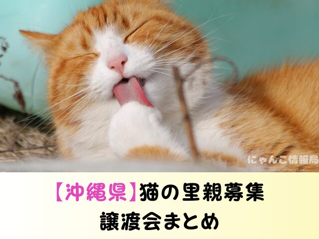 沖縄 ペットショップ 売れ残り 猫 里親 譲渡会 場所