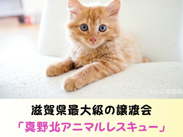 滋賀県 ペットショップ 猫 売れ残り 引き取れる 里親募集 譲渡会 場所