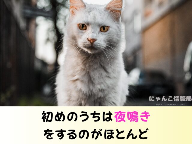 野良猫を連れて帰る　役所への連絡　ワクチン接種　飼い方