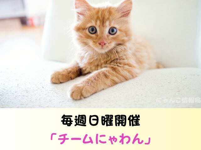 熊本県 猫 売れ残り 引き取れる 信用 里親 譲渡会 場所