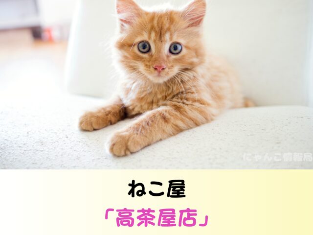三重県 猫 売れ残り 引き取れる 信用 里親 譲渡会 場所