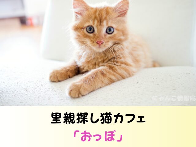 新潟 ペットショップ 猫 売れ残り 引き取れる 里親募集 譲渡会 場所