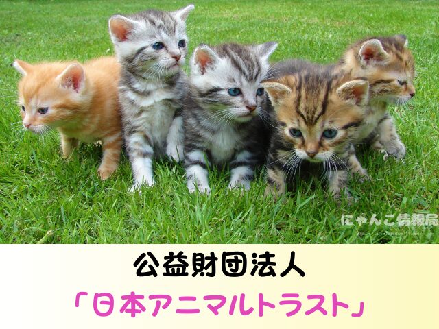 大阪 猫を引き取ってくれる施設 信頼 動物愛護団体