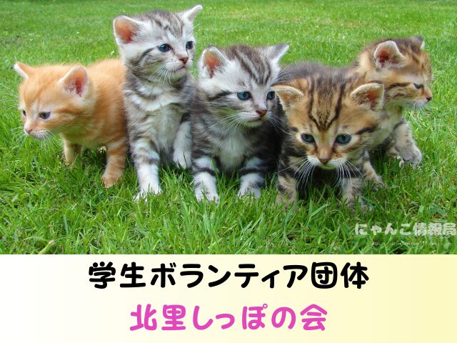青森 ペットショップ 売れ残り 猫 里親 譲渡会 場所