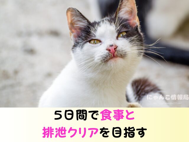 野良猫を連れて帰る　役所への連絡　ワクチン接種　飼い方
