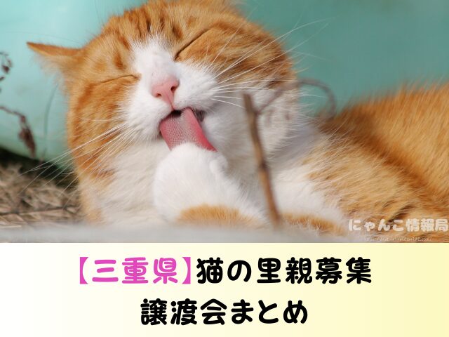 三重県 猫 売れ残り 引き取れる 信用 里親 譲渡会 場所