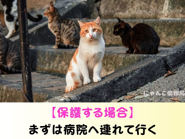 野良猫を連れて帰る　役所への連絡　ワクチン接種　飼い方