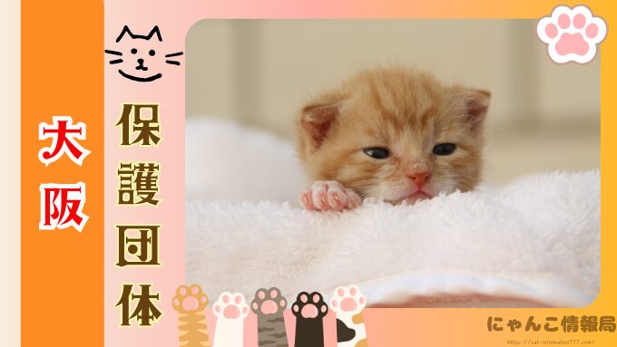大阪　猫を引き取ってくれる施設　信頼　動物愛護団体