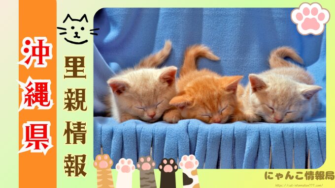 沖縄　ペットショップ　売れ残り　猫　里親　譲渡会　場所