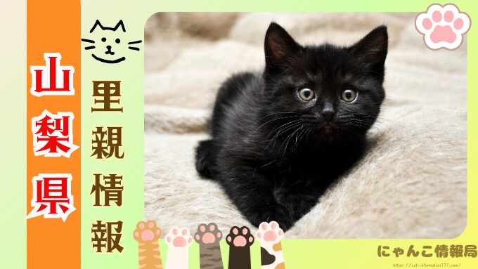 山梨県　猫　里親募集　譲渡会　安心　猫カフェ