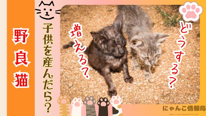 野良猫　子供産んだら？　動物病院　保健所　警察　どこに通報
