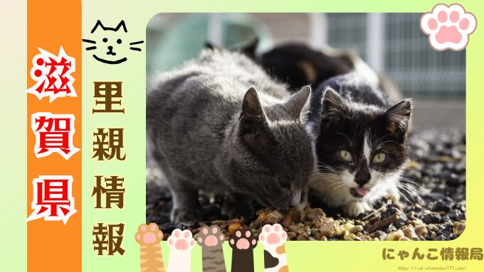 滋賀県　ペットショップ　猫　売れ残り　引き取れる　里親募集　譲渡会　場所